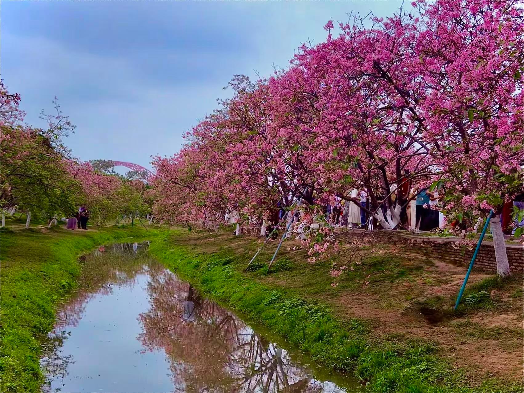 海珠国家湿地公园景点图片 10