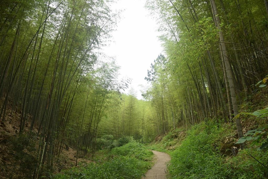 溪头村景点图片 9
