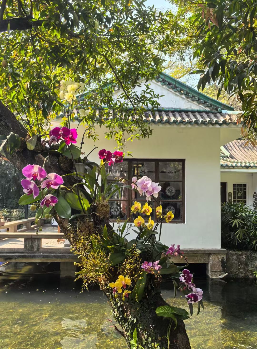 广州兰圃景点图片 4
