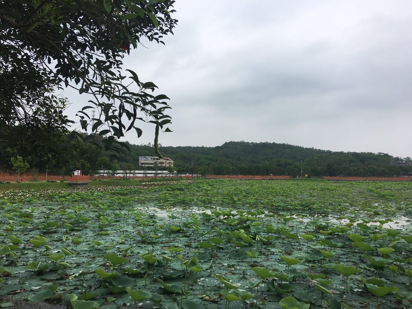莲塘春色休闲景点图片 11
