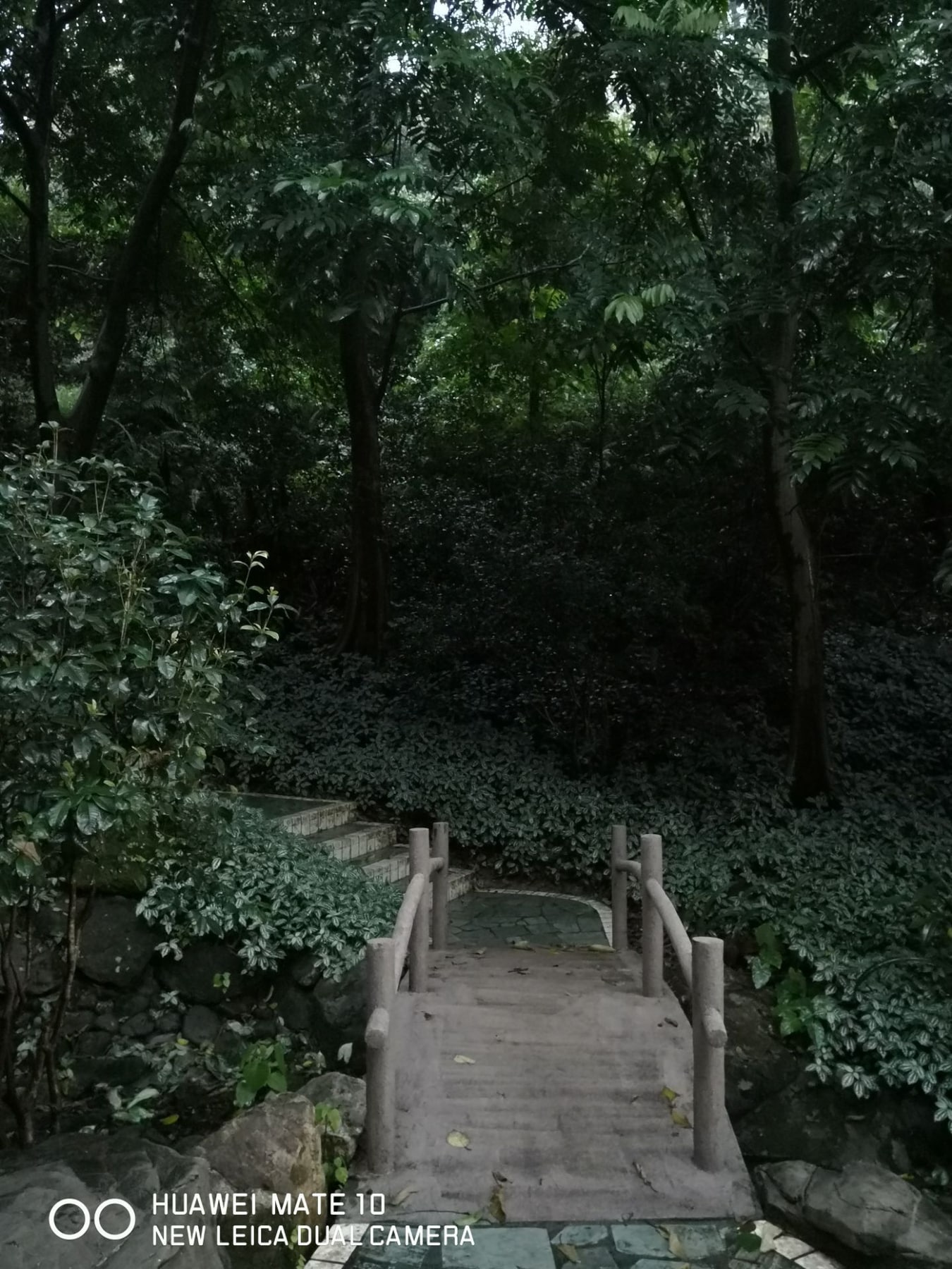 星罗纪大森林景点图片 7