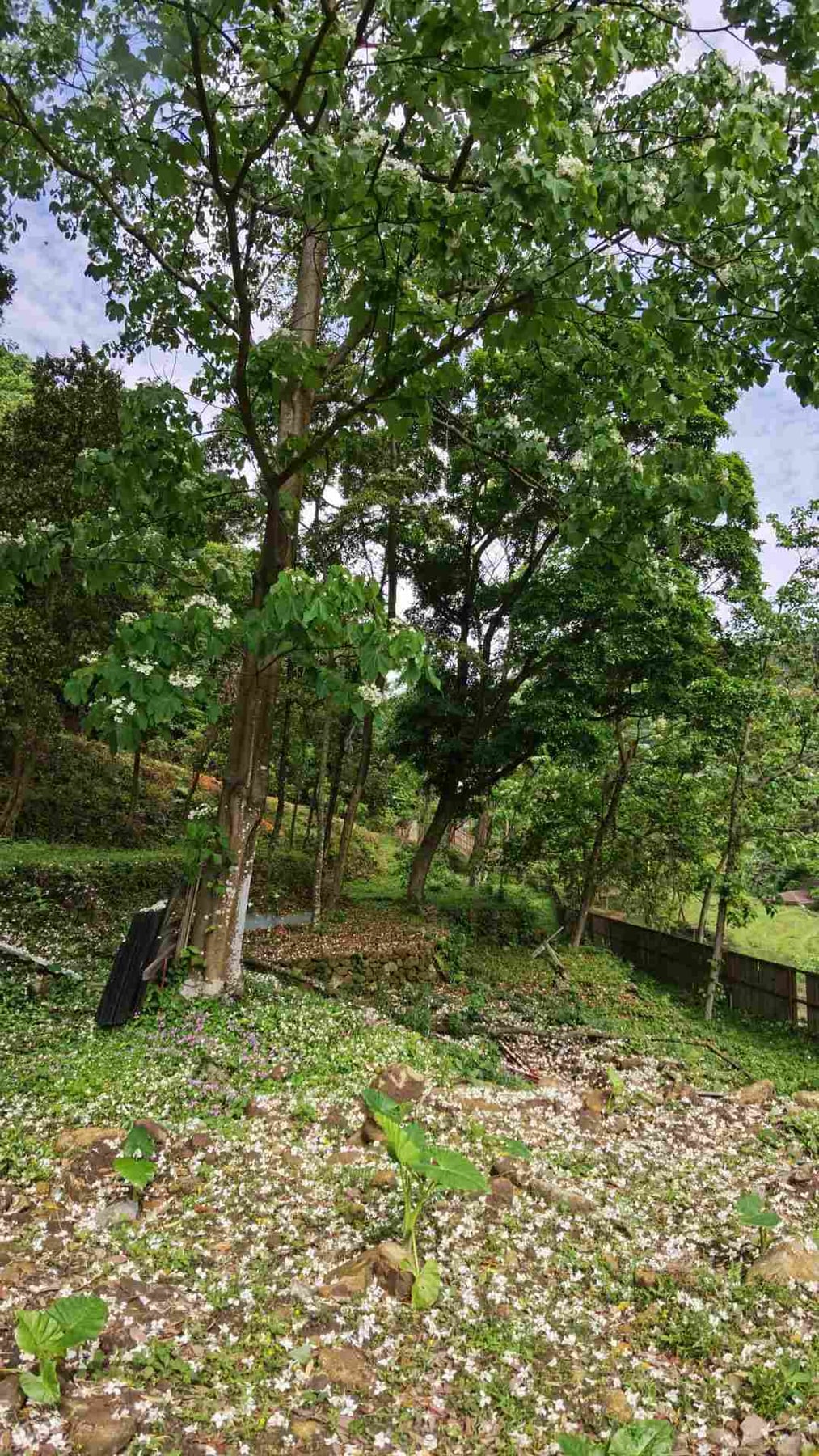 星罗纪大森林景点图片 9
