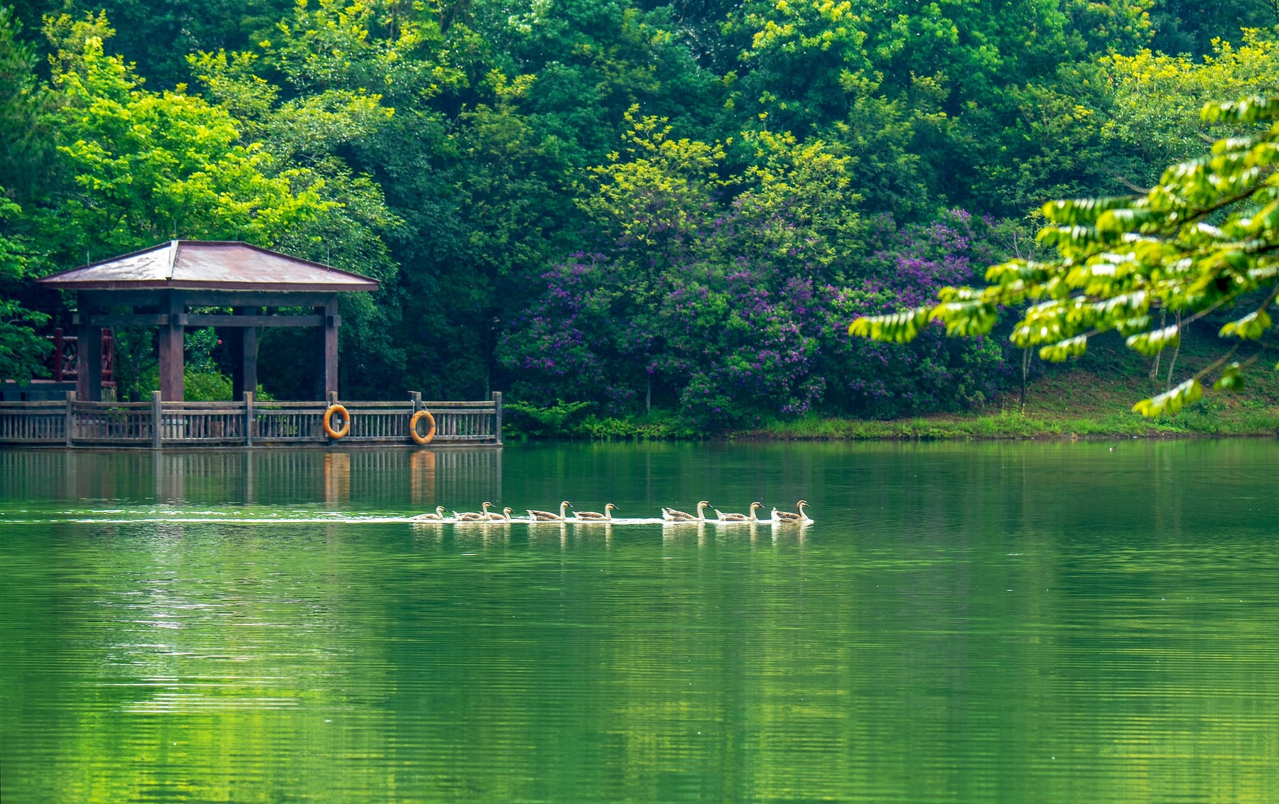 白江湖森林公园景点图片 2