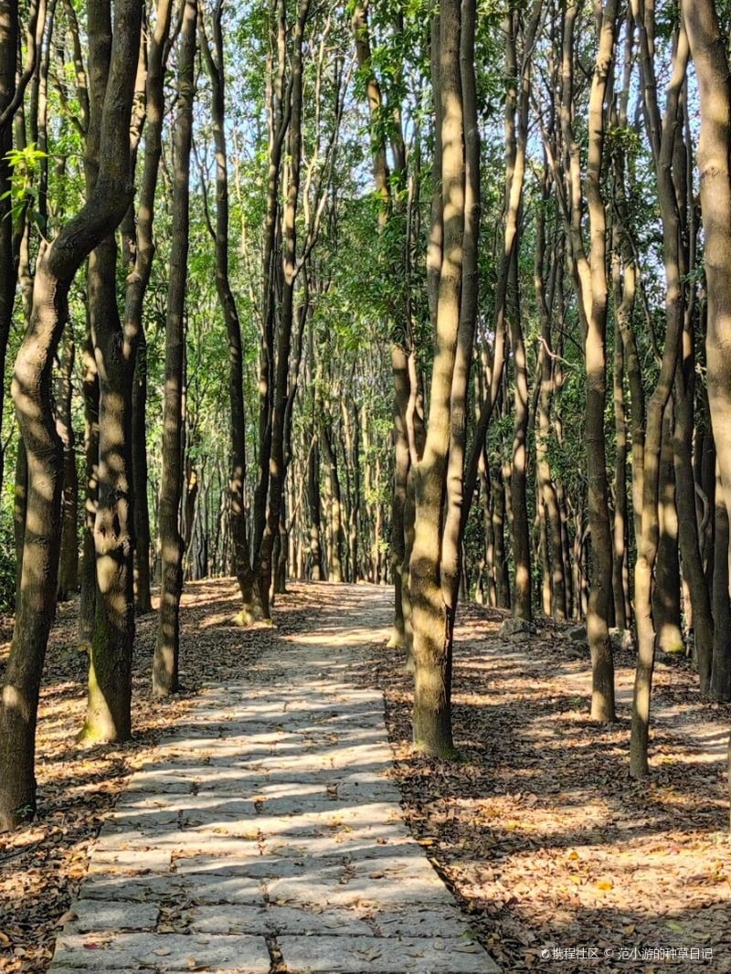 龙洞森林公园景点图片 3