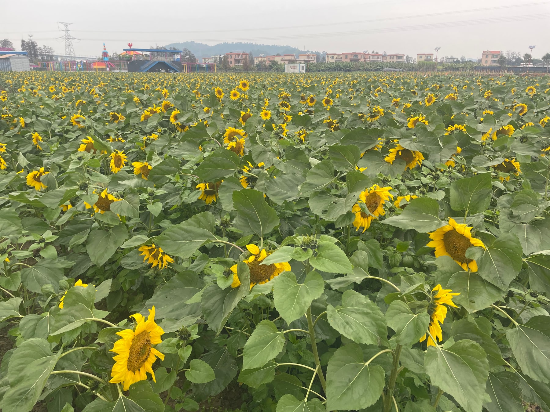 广东利泰智农生态农业观光园景点图片 9