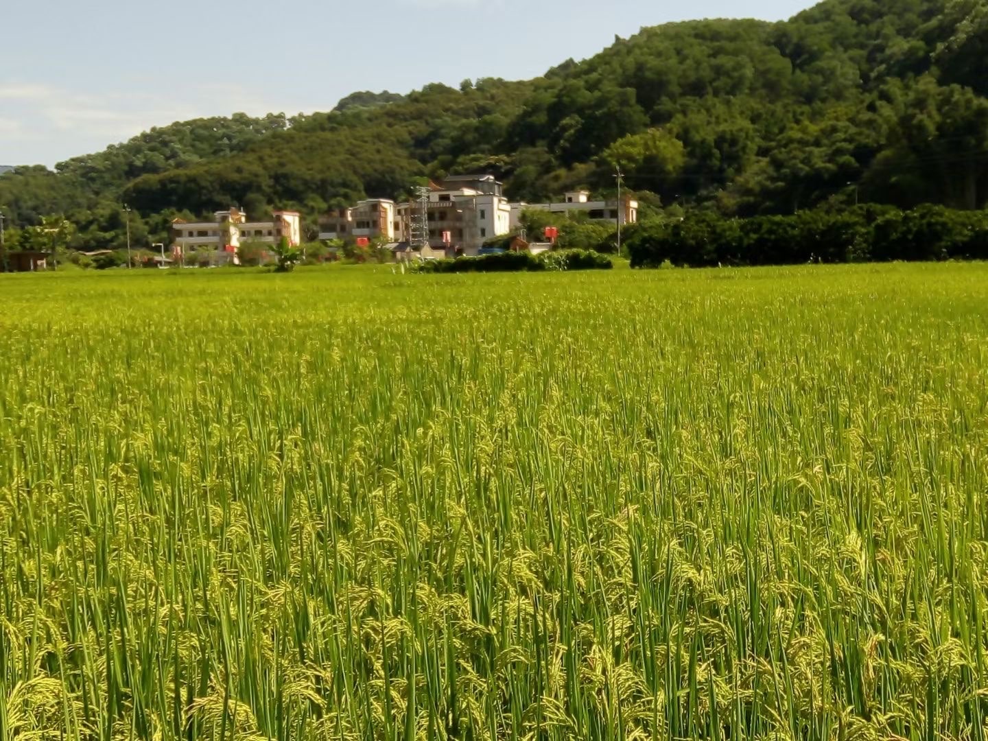 梯面红山村景点图片 7