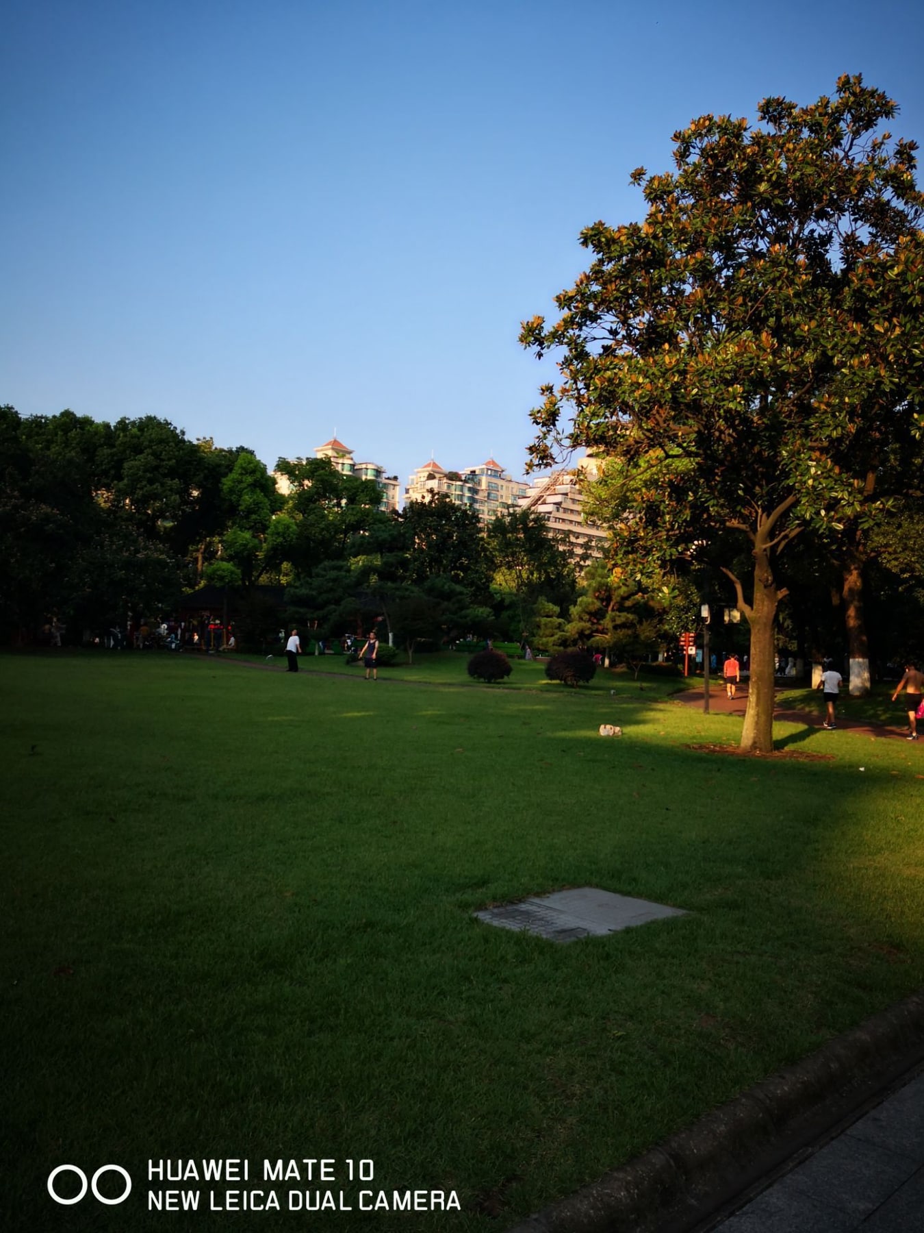 星罗纪大森林景点图片 8