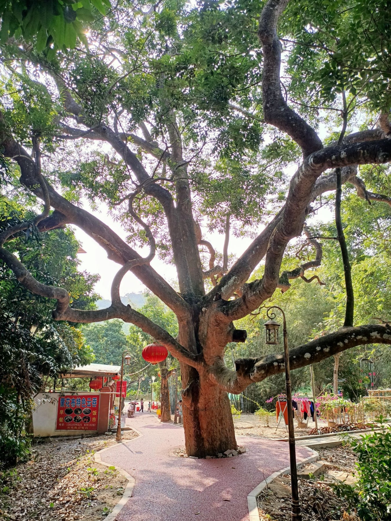 增城蒙花布乡村景点图片 10