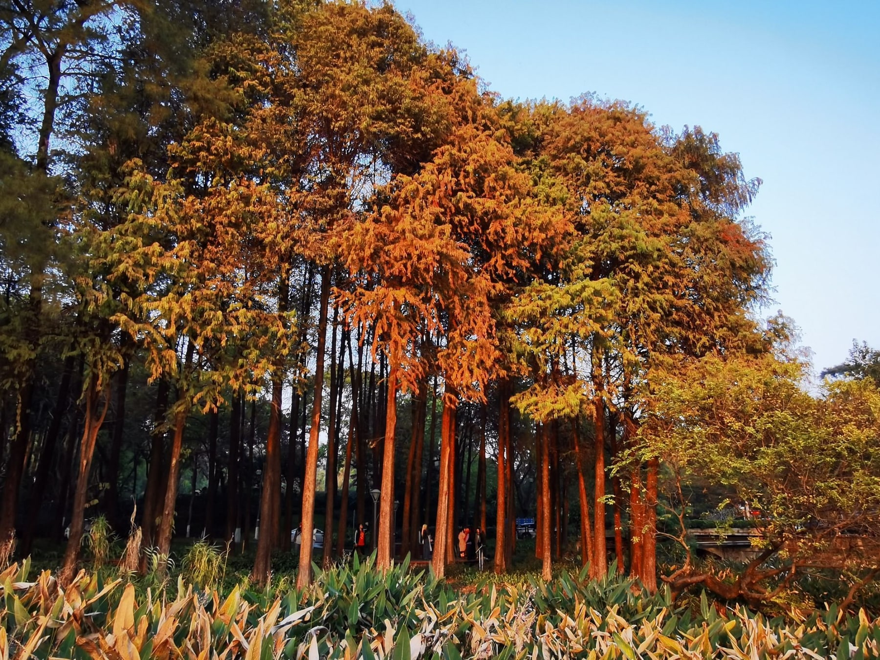 麓湖公园景点图片 9