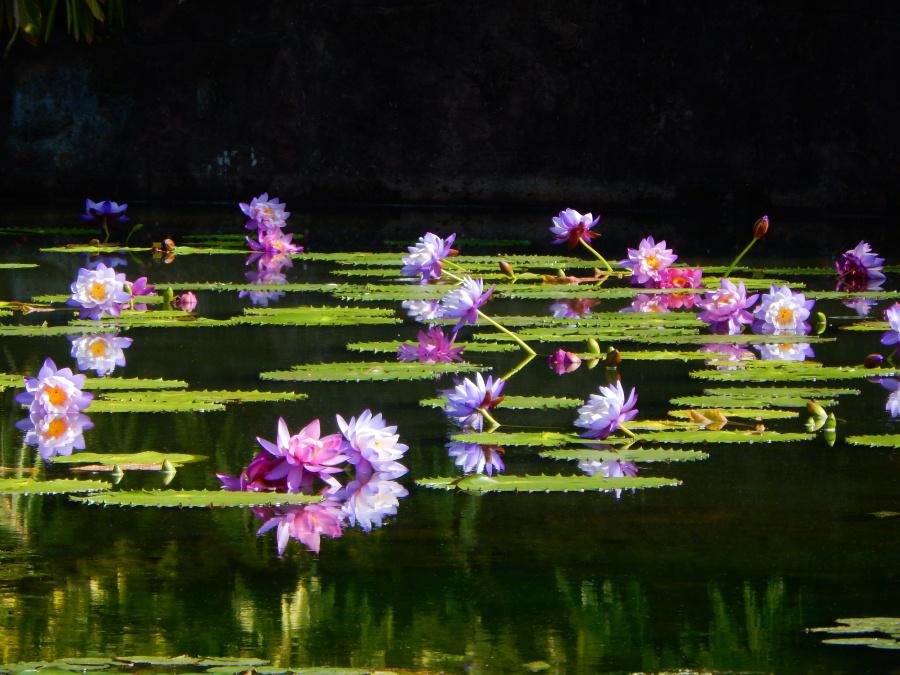 Archive photograph of Lianhua Mountain’s autumn water lilies