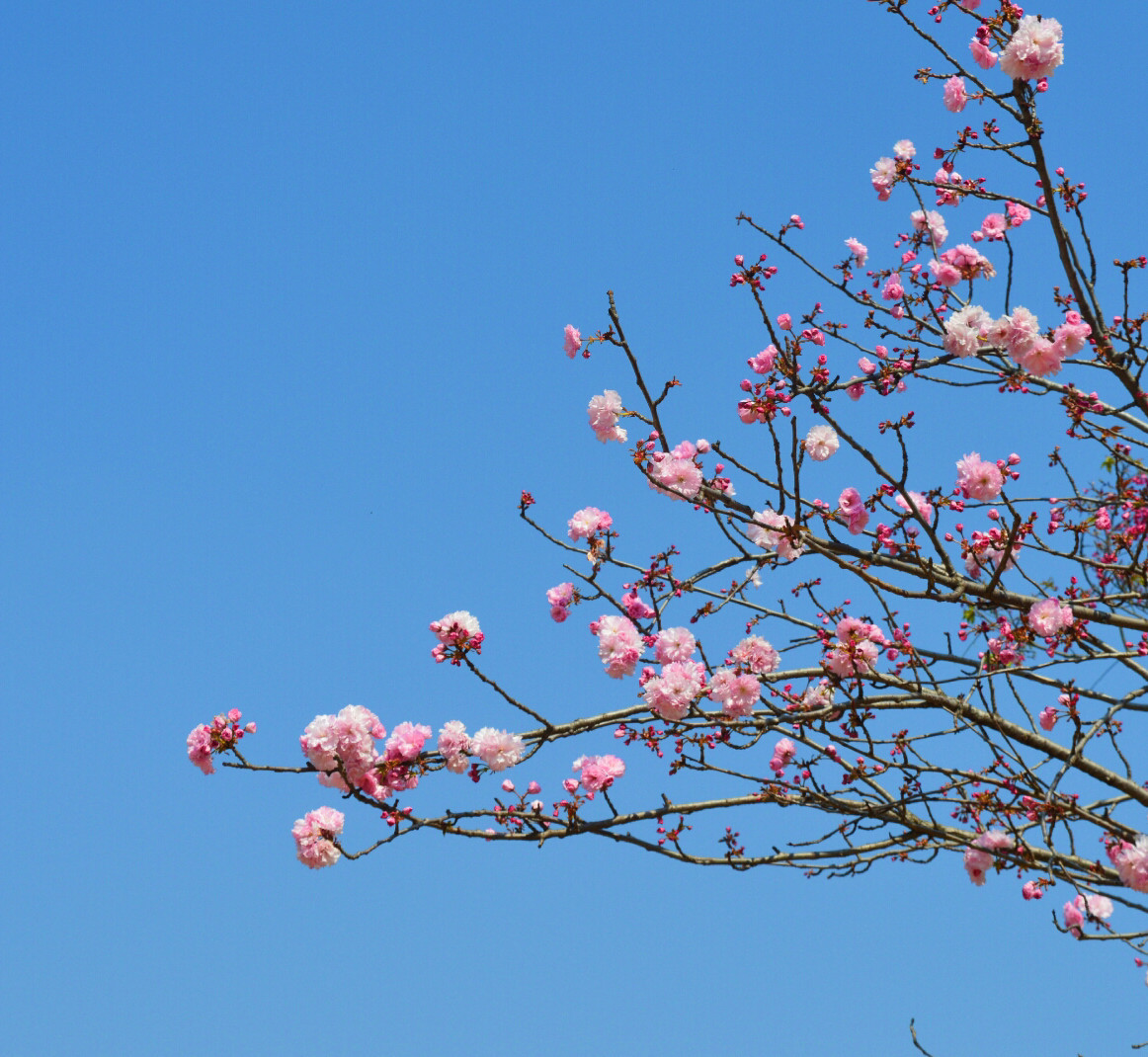 广深周边,踏青赏花寻秋
