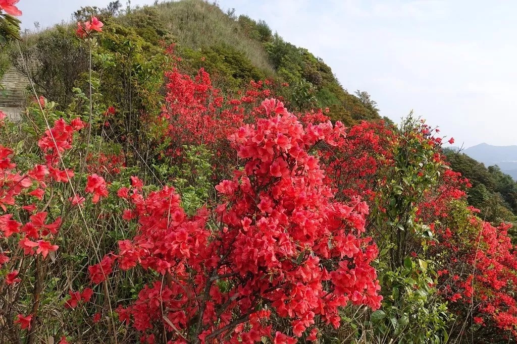 广深周边,踏青赏花寻秋