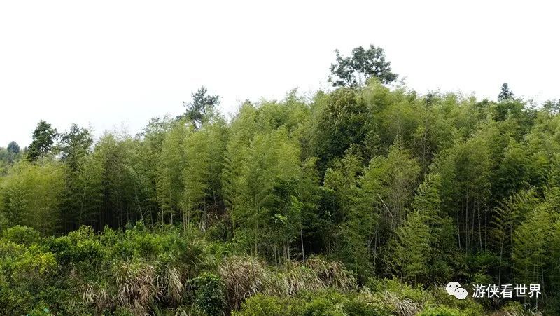 广州绝美乡村星溪线徒步 竹林李花溪水走地鸡竹筒饭