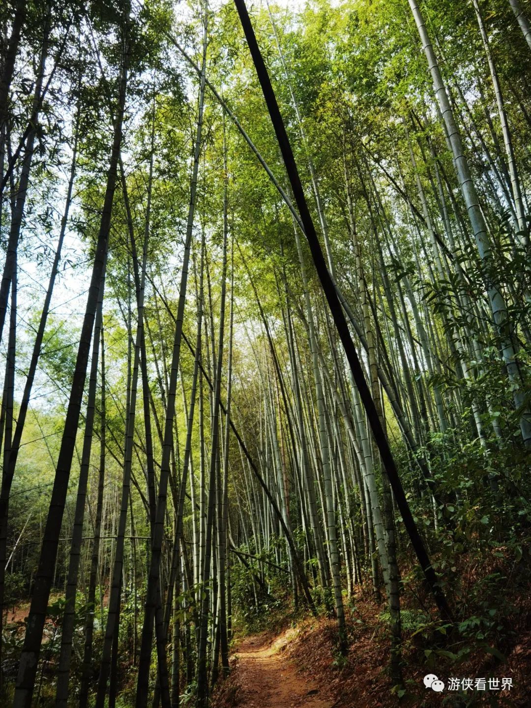 广州绝美乡村星溪线徒步 竹林李花溪水走地鸡竹筒饭