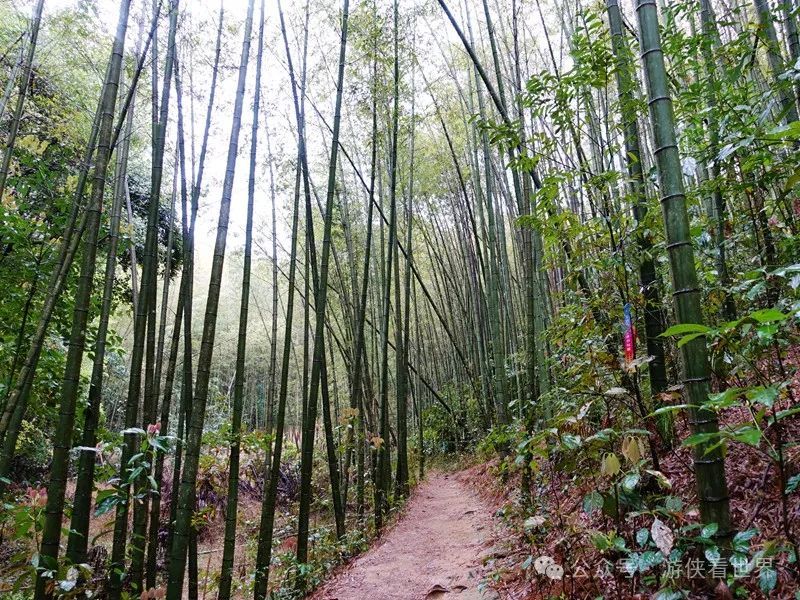 广州:星溪线乡野徒步 雨中漫步天适樱花园