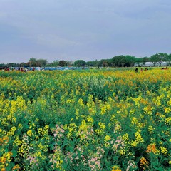 广州市郊四季游玩好去处
