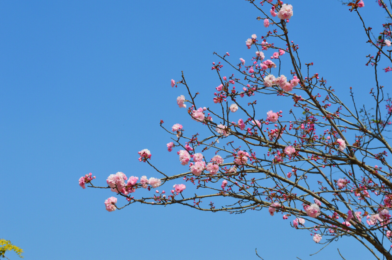 广深周边,踏青赏花寻秋
