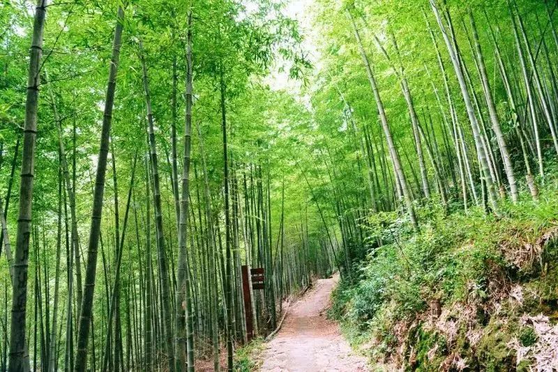 广州市区精品旅游线路指南(数十条经典线路任你选)
