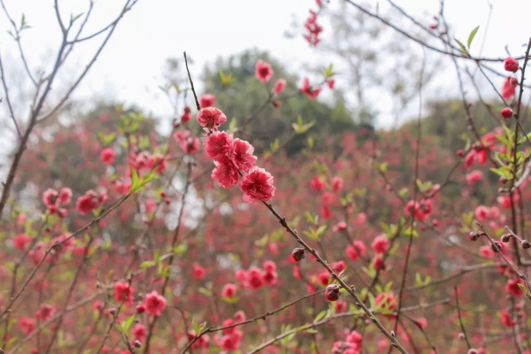 广深周边,踏青赏花寻秋