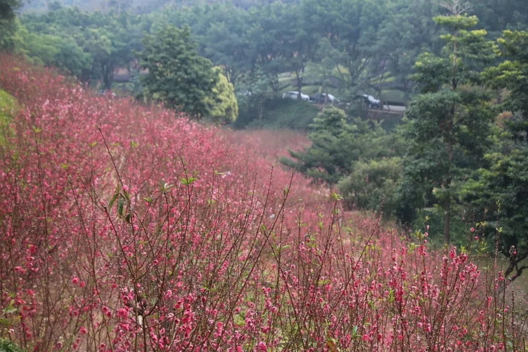 广深周边,踏青赏花寻秋