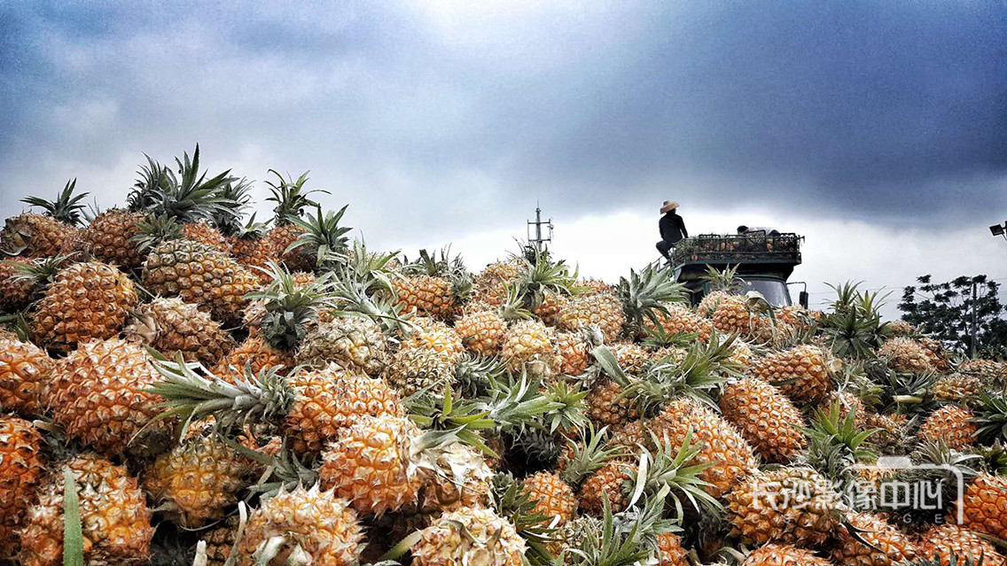 广深周边,踏青赏花寻秋