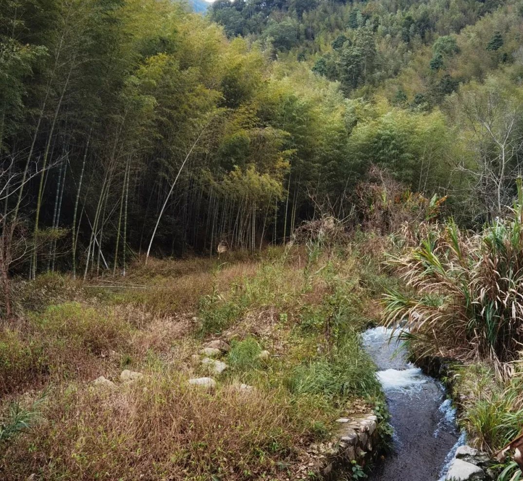广州绝美乡村星溪线徒步 竹林李花溪水走地鸡竹筒饭
