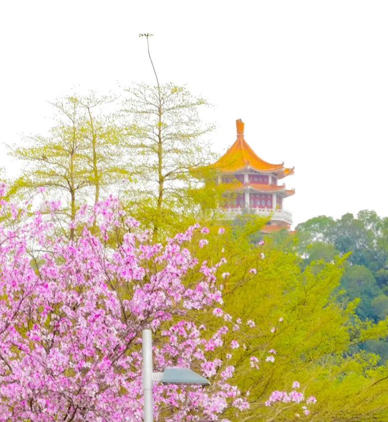 广州自驾线路,粤西海岸线,从广州到湛江徐闻