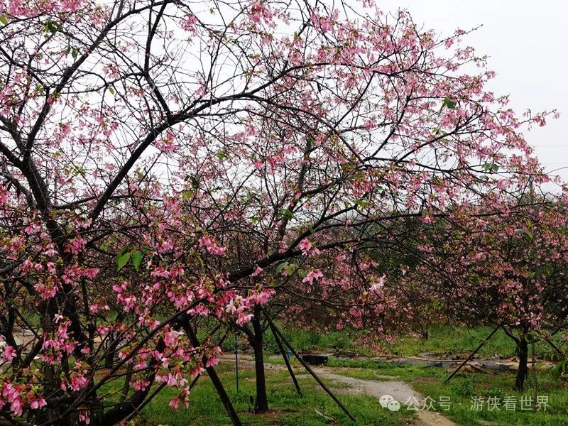 广州:星溪线乡野徒步 雨中漫步天适樱花园
