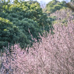 带父母游【广州】攻略(数十条经典经路供选择)