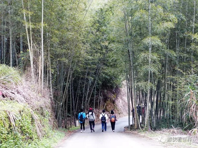 广州绝美乡村星溪线徒步 竹林李花溪水走地鸡竹筒饭