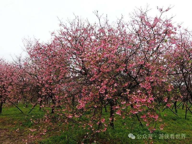广州:星溪线乡野徒步 雨中漫步天适樱花园