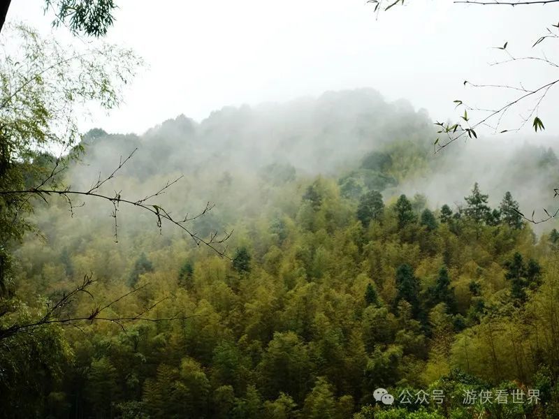广州:星溪线乡野徒步 雨中漫步天适樱花园
