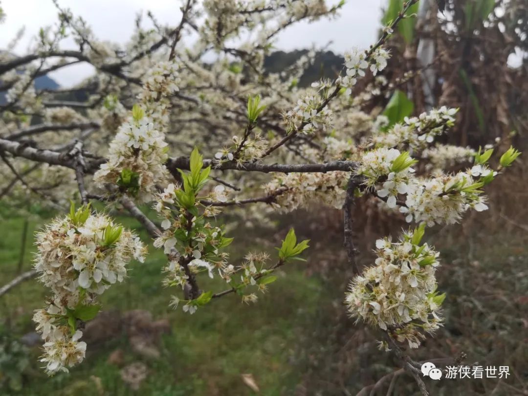 广州绝美乡村星溪线徒步 竹林李花溪水走地鸡竹筒饭