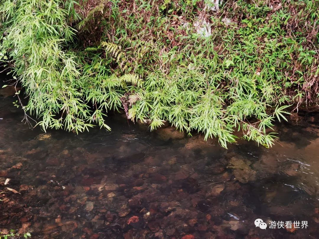 广州绝美乡村星溪线徒步 竹林李花溪水走地鸡竹筒饭