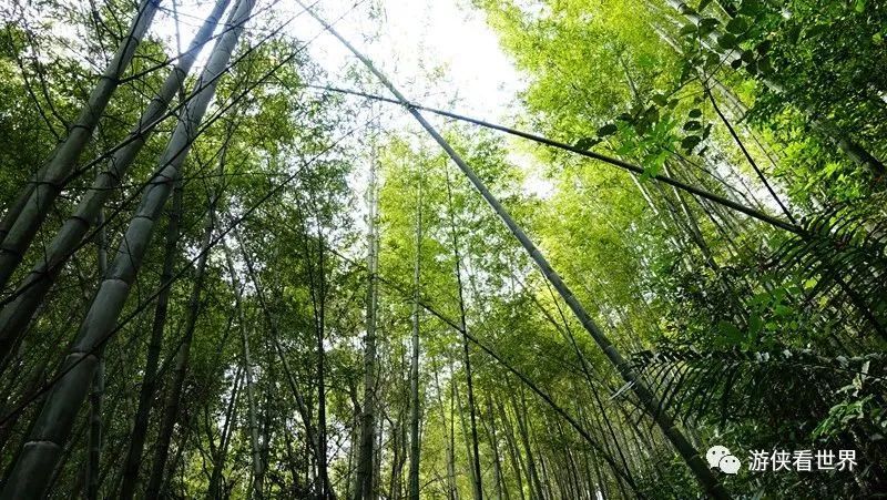 广州绝美乡村星溪线徒步 竹林李花溪水走地鸡竹筒饭
