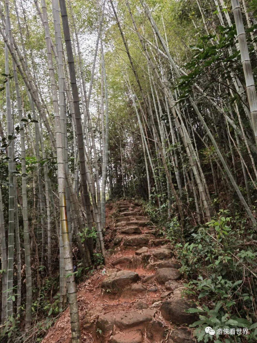 广州绝美乡村星溪线徒步 竹林李花溪水走地鸡竹筒饭