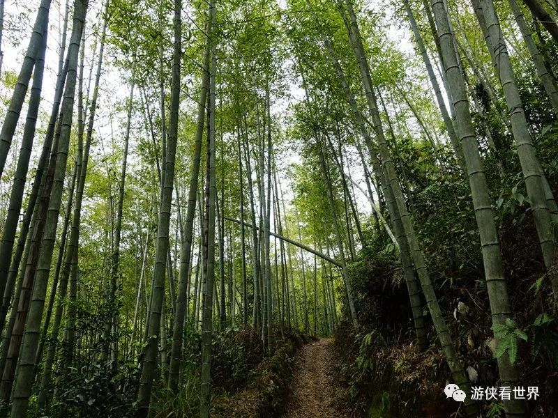 广州绝美乡村星溪线徒步 竹林李花溪水走地鸡竹筒饭