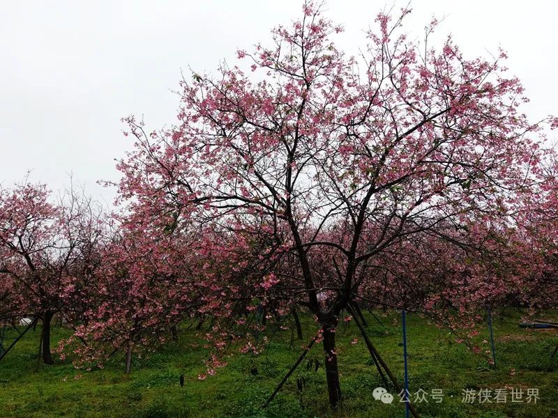 广州:星溪线乡野徒步 雨中漫步天适樱花园