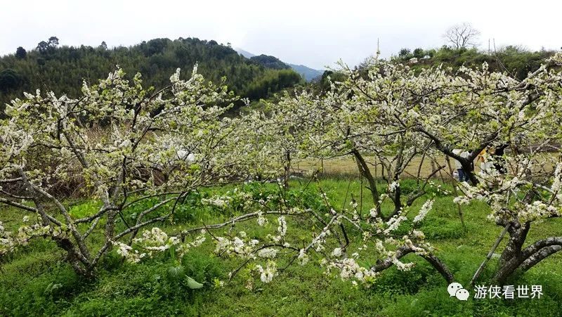 广州绝美乡村星溪线徒步 竹林李花溪水走地鸡竹筒饭