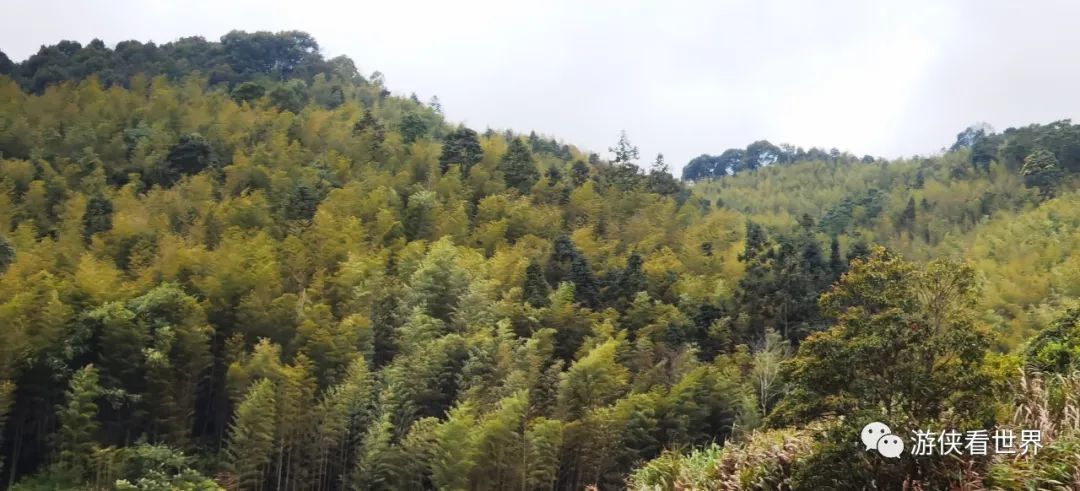 广州绝美乡村星溪线徒步 竹林李花溪水走地鸡竹筒饭