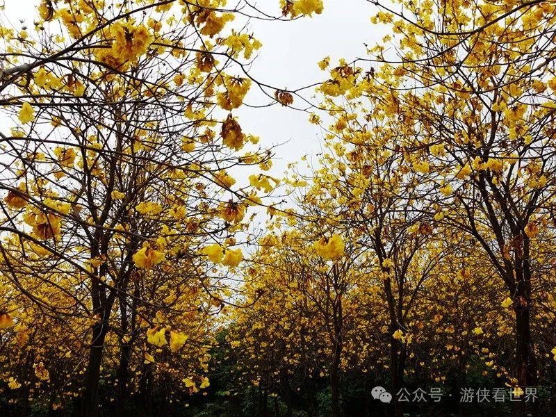 广州:星溪线乡野徒步 雨中漫步天适樱花园