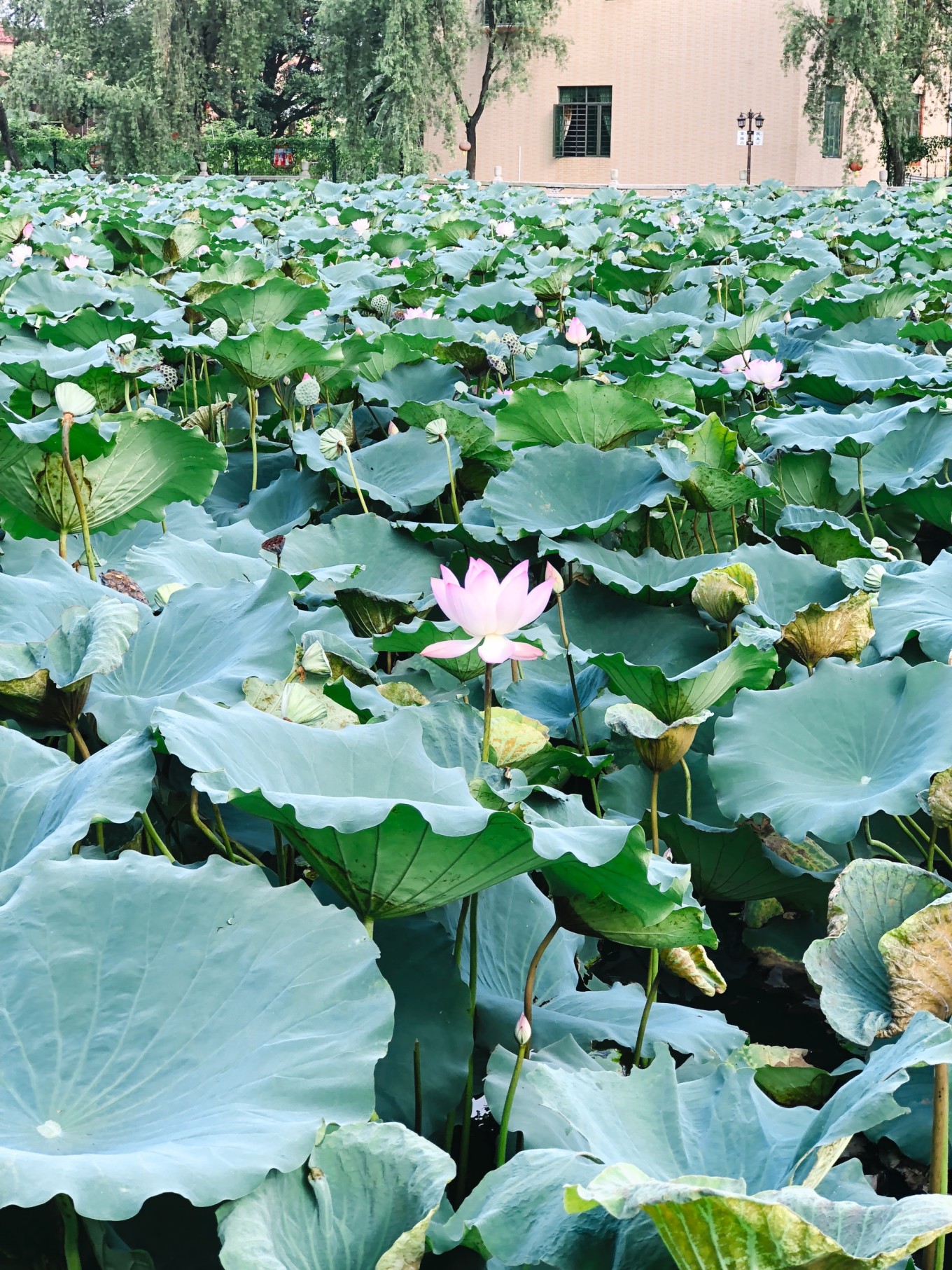 广深周边,踏青赏花寻秋