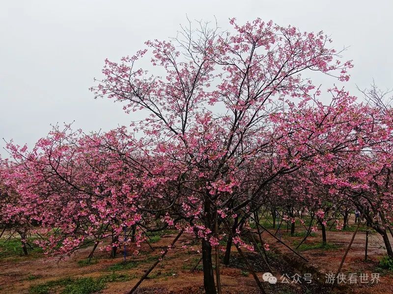 广州:星溪线乡野徒步 雨中漫步天适樱花园