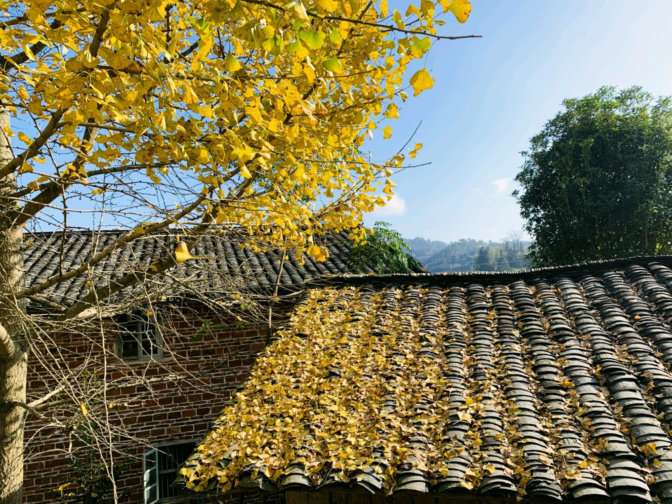 广深周边,踏青赏花寻秋