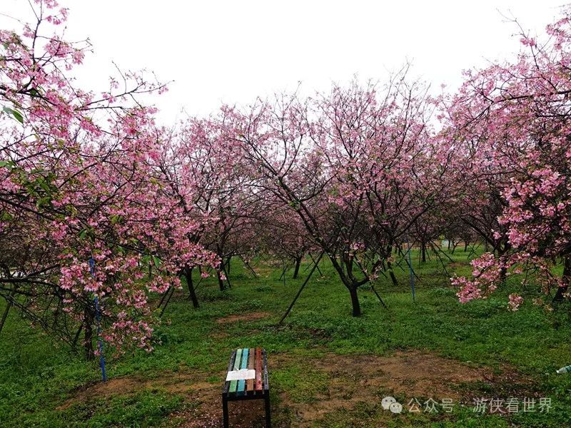 广州:星溪线乡野徒步 雨中漫步天适樱花园