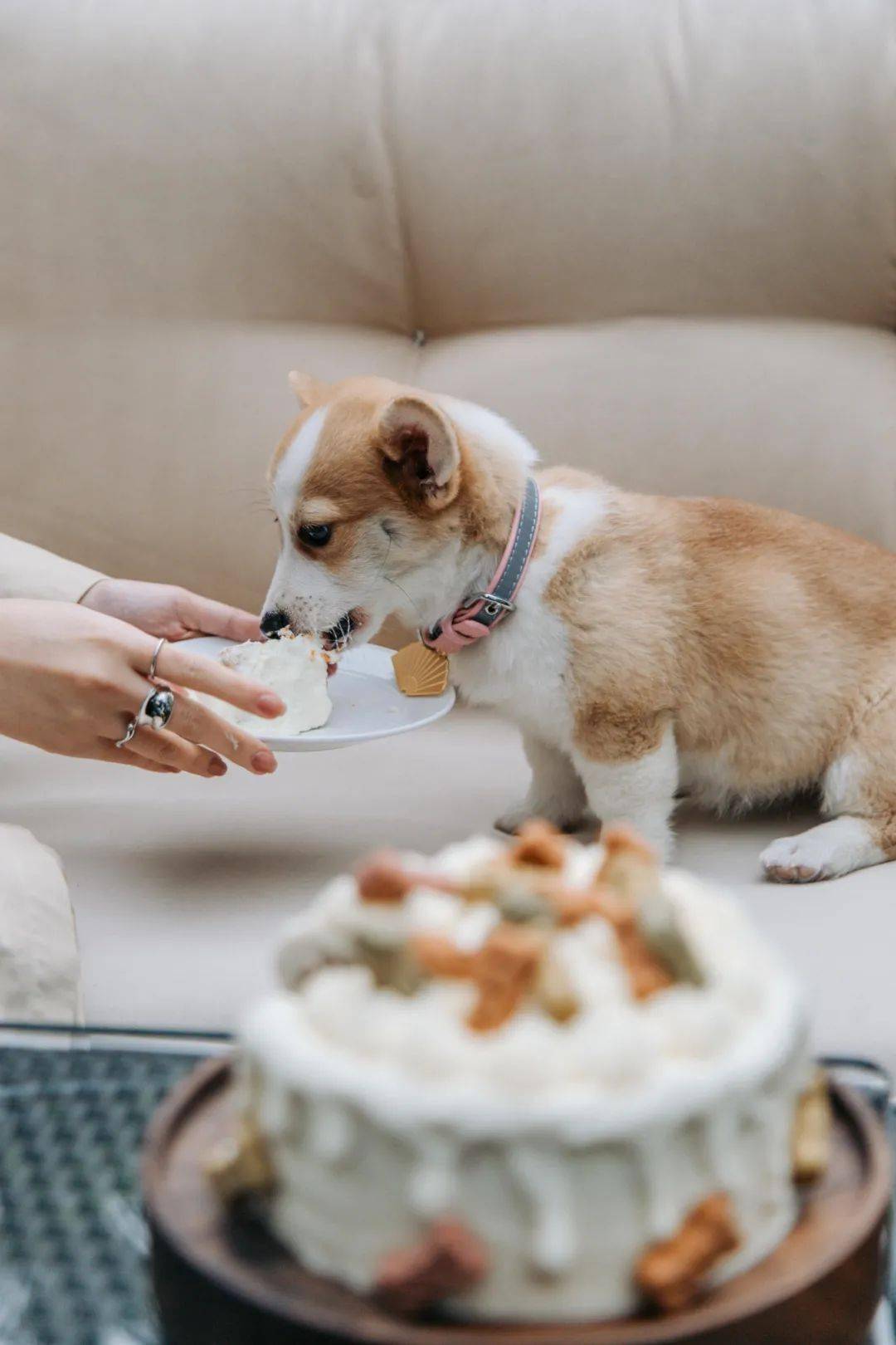 广州住哪里最方便?这些景观及宠物友好酒店请收藏