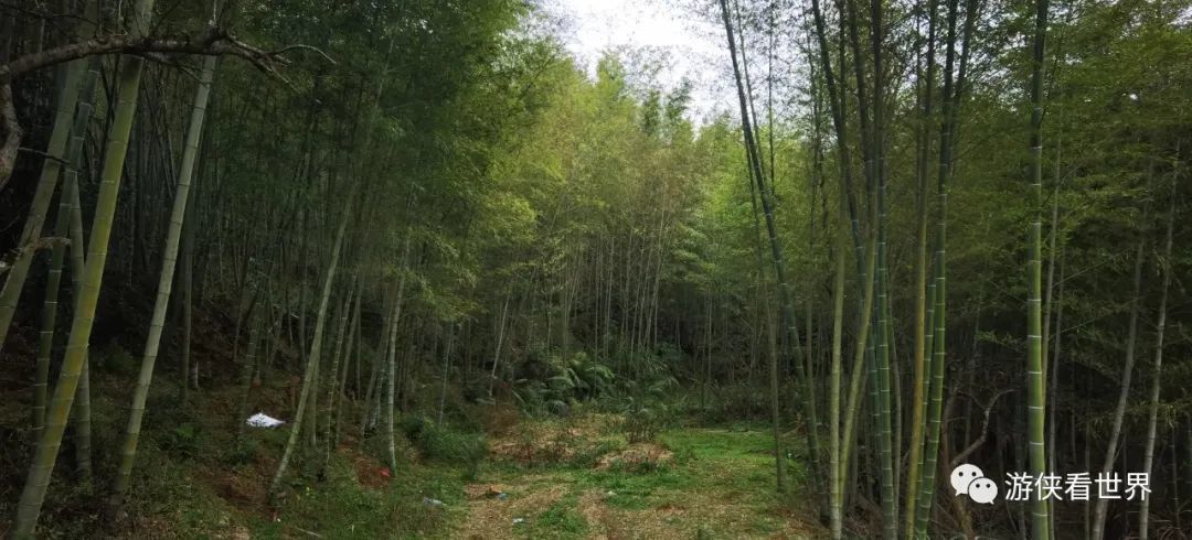 广州绝美乡村星溪线徒步 竹林李花溪水走地鸡竹筒饭