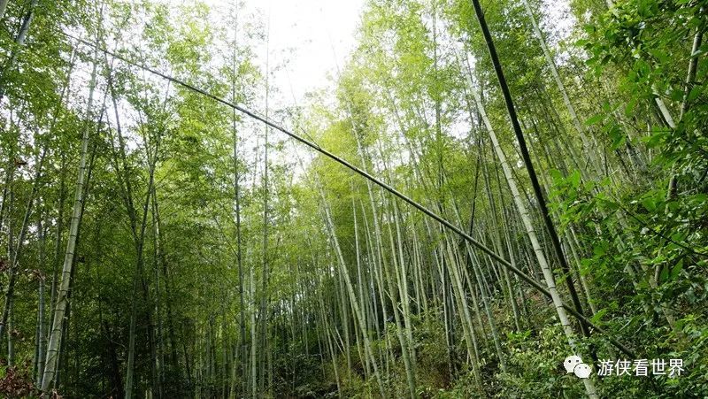 广州绝美乡村星溪线徒步 竹林李花溪水走地鸡竹筒饭