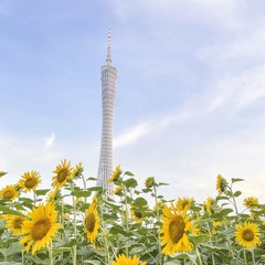 带父母游【广州】攻略(数十条经典经路供选择)