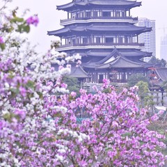 带父母游【广州】攻略(数十条经典经路供选择)